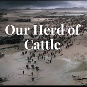 Our Herd of Cattle