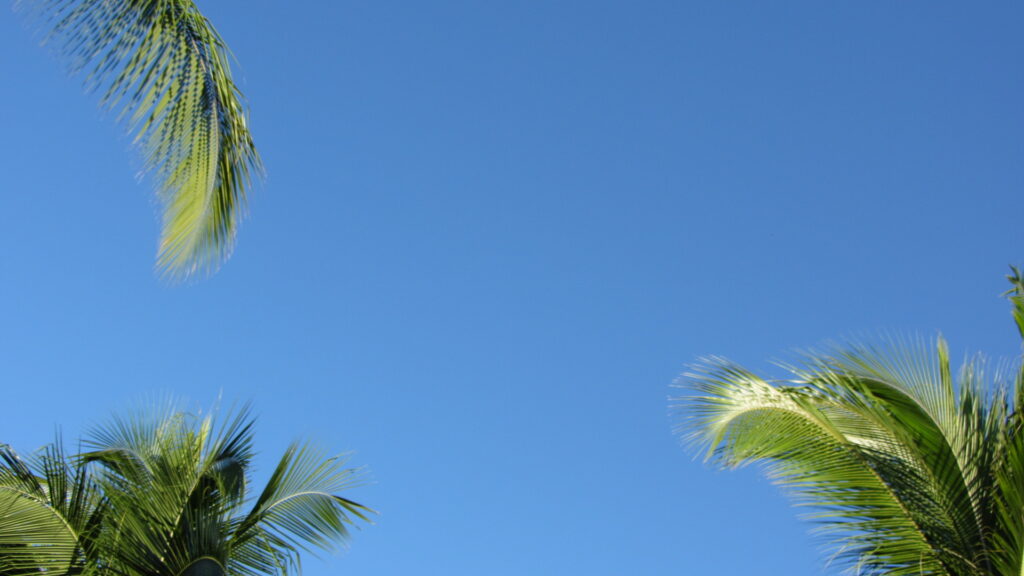 sky with palms