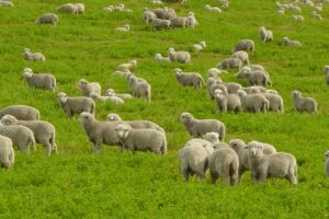 Sunday Worship Service for April 25, 2021